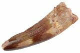 Fossil Spinosaurus Tooth - Feeding Worn Tooth #368070-1